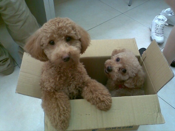 Dogs in the box