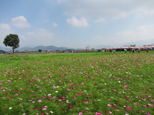 花海