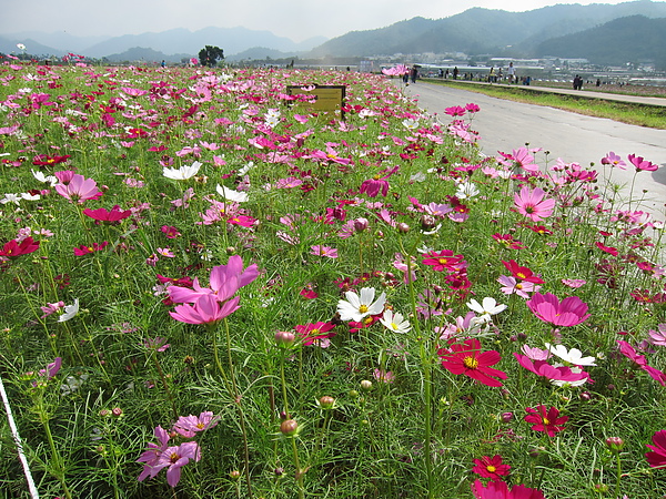 花海