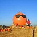 10.29 Corn Maze at Dixon