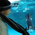 不知道為什麼, 對著玻璃揮圍巾, 企鵝就會圍過來欸..
