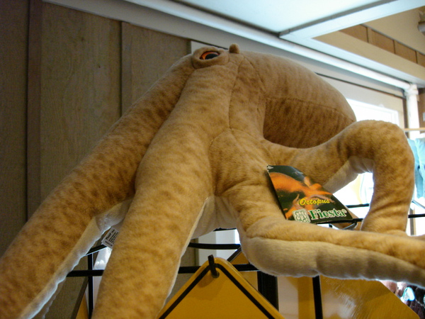 超大隻的Tako(Octopus)