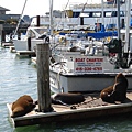 Pier 39的著名景點 --- 喜來恩(Sea Lion)=w=