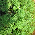 IMG_5460.jpg