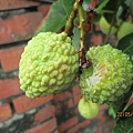 IMG_5577.jpg