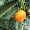 IMG_6029.JPG