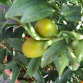 IMG_6031.JPG