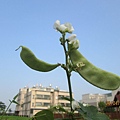 IMG_6038.JPG