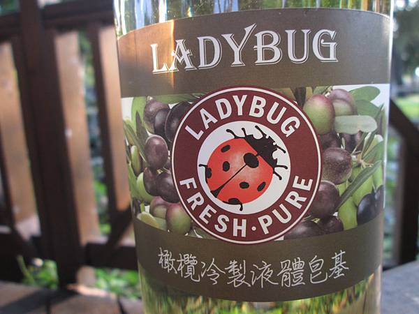  LADYBUG