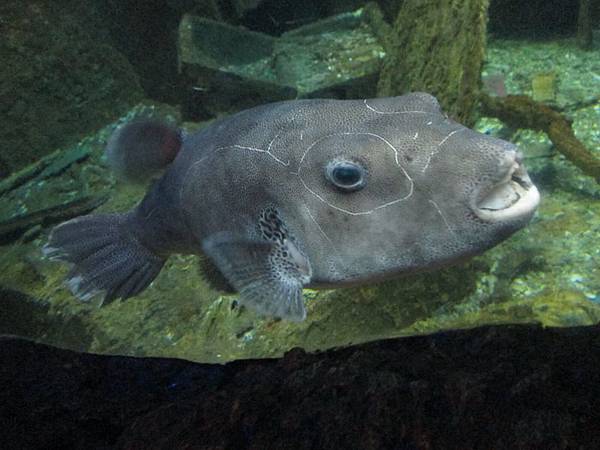 海生館