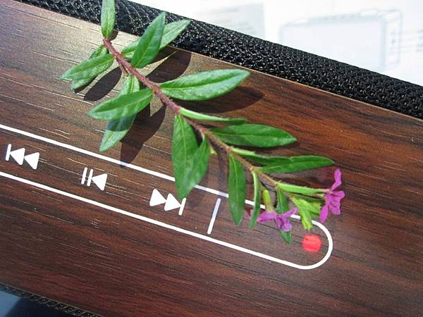 YoungFly IMG_8042.JPG