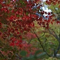 2008日本東北秋旬  中尊寺