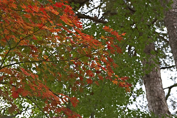 2008日本東北秋旬  東北小京都-角館