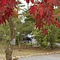 2008日本東北秋旬  青葉城跡(紅葉)