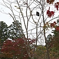 2008日本東北秋旬  青葉城跡(紅葉)