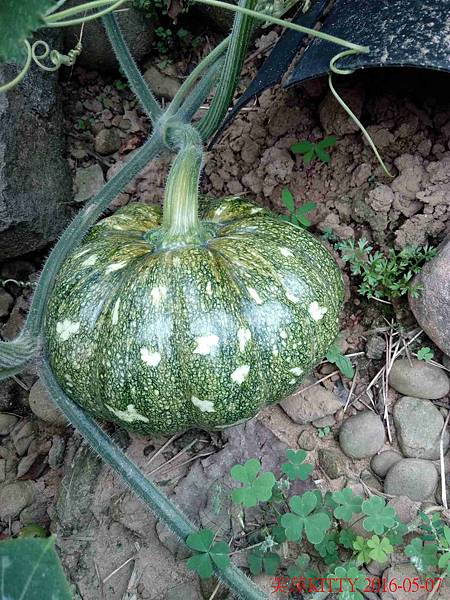 IMG_20160507_155232 IMG_20160507_155232