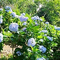 2020614觀音山繡球花_200616_0003.jpg