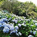 2020614觀音山繡球花_200616_0011.jpg