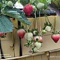 20201224六合草莓園-5.jpg