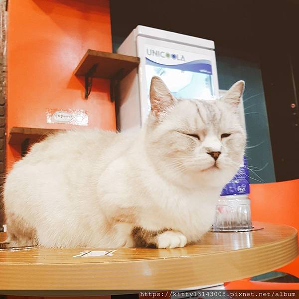 首爾貓咪咖啡廳-청춘고양이카페