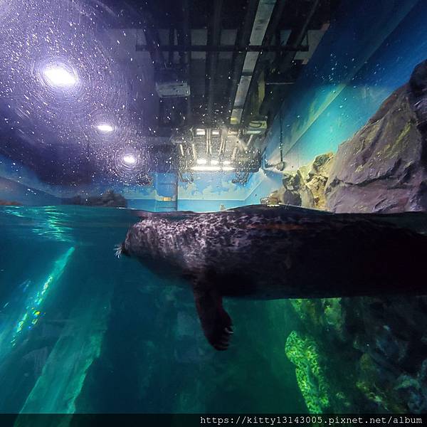 樂天水族館+樂天世界