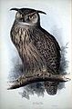 79px-Eagleowl.jpg