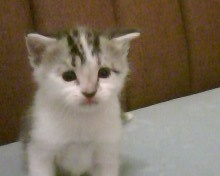 IMG0207A.jpg