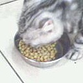 牠吃飼料吃超快....jpg