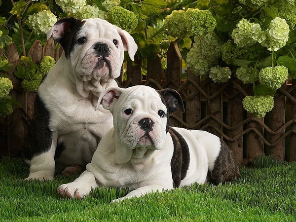 Bulldog%20Puppies.jpg