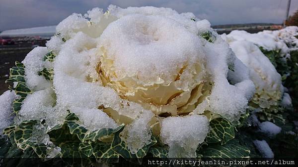 展望花畑 四季彩の丘