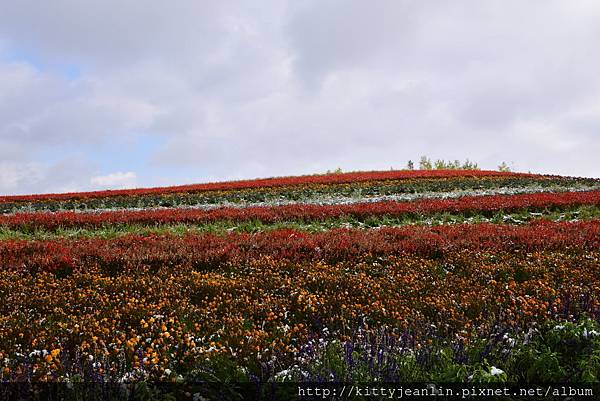 展望花畑 四季彩の丘