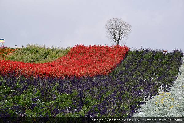 展望花畑 四季彩の丘