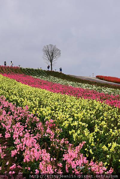 展望花畑 四季彩の丘