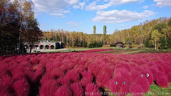 國營瀧野鈴蘭丘陵公園-掃把草