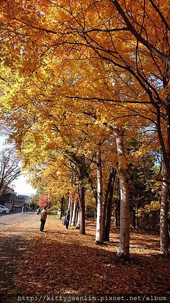 北海道大學銀杏並木