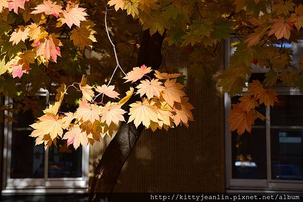 北海道大學銀杏並木