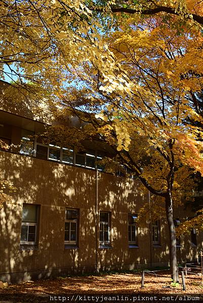 北海道大學銀杏並木