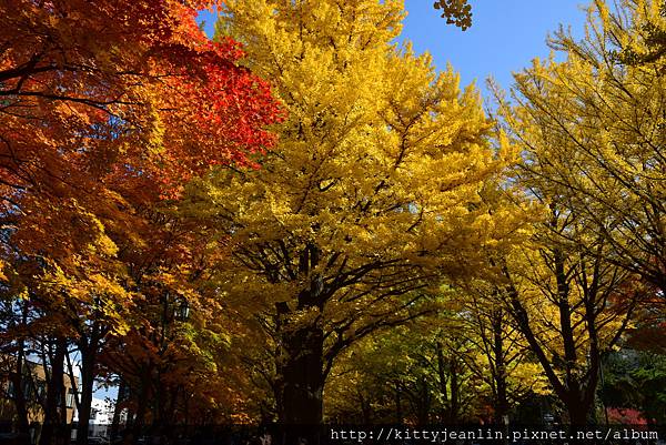 北海道大學銀杏並木