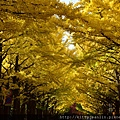 北海道大學銀杏並木