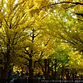 北海道大學銀杏並木