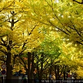 北海道大學銀杏並木