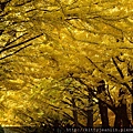 北海道大學銀杏並木