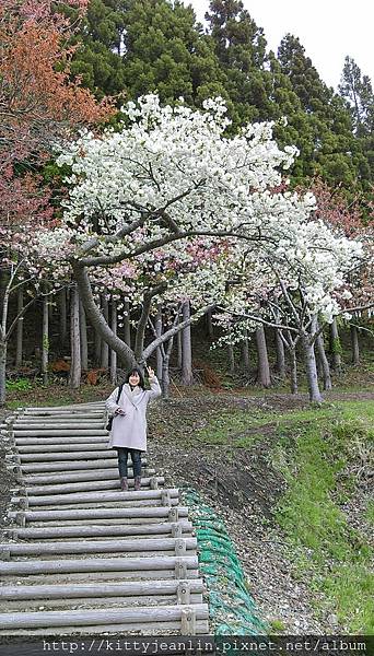 藥師山%26;綠地公園櫻並木