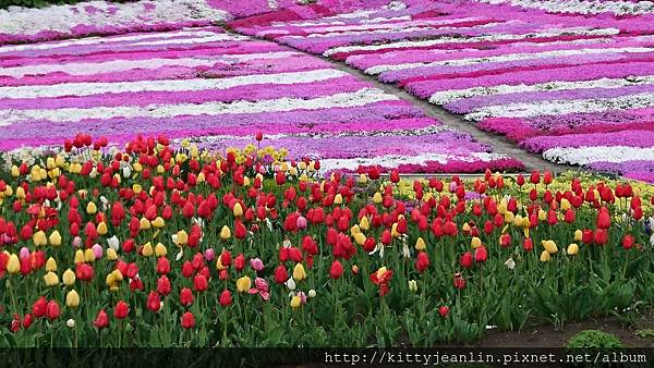 札苅村上芝櫻園