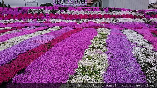 札苅村上芝櫻園