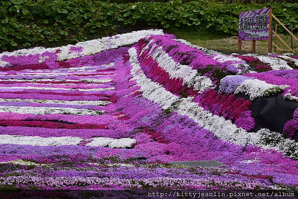 札苅村上芝櫻園