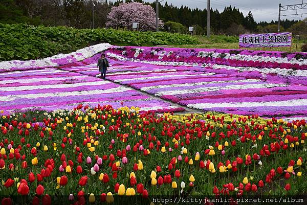 札苅村上芝櫻園