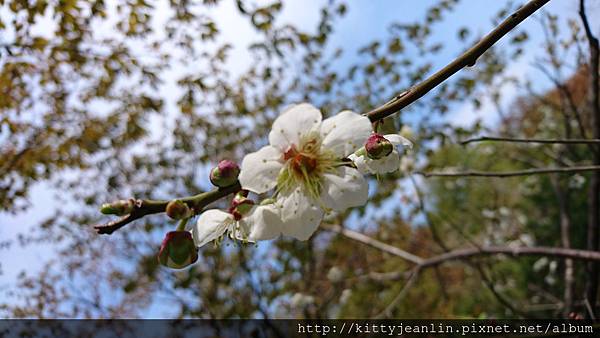 市民の森公園-暫代花仙子出輯