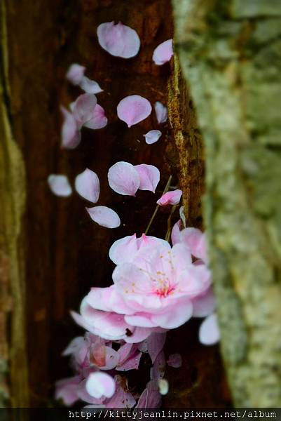 平岡梅園