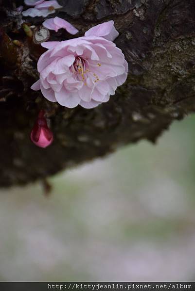 平岡梅園